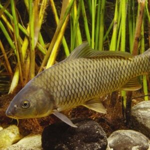 Carp breeding stock