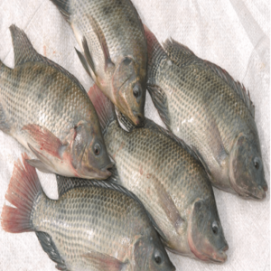 Tilapia breeding stock