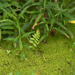 Azolla Duckweed